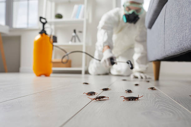 Commercial Rodent Management in Denton